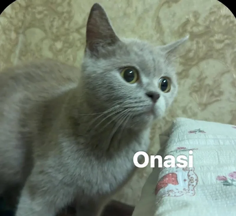 Shotland tik quloq — rasm 3