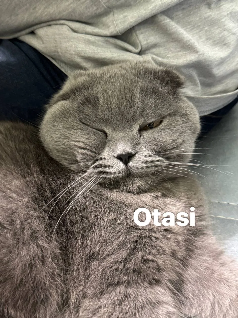 Shotland tik quloq — rasm 4
