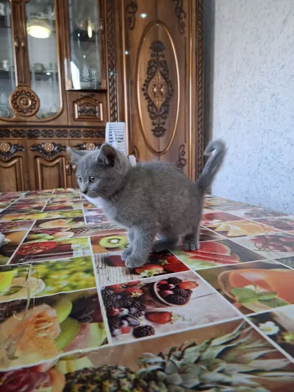 Shotland tik quloq, 3 oylik