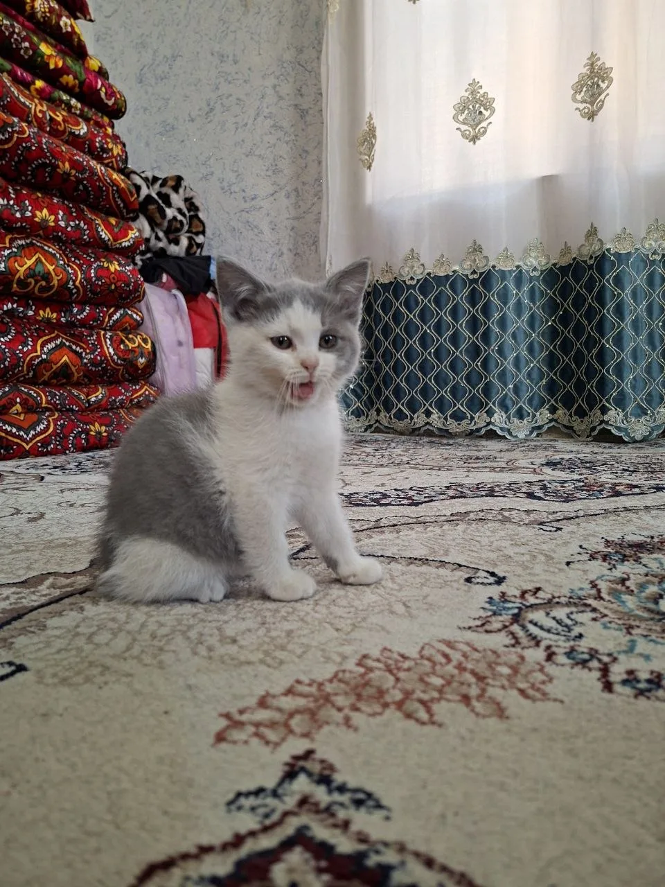Shotland tik quloq — rasm 2