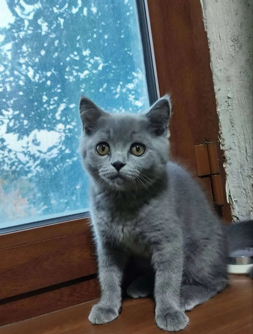 Shotland tik quloq — rasm 5