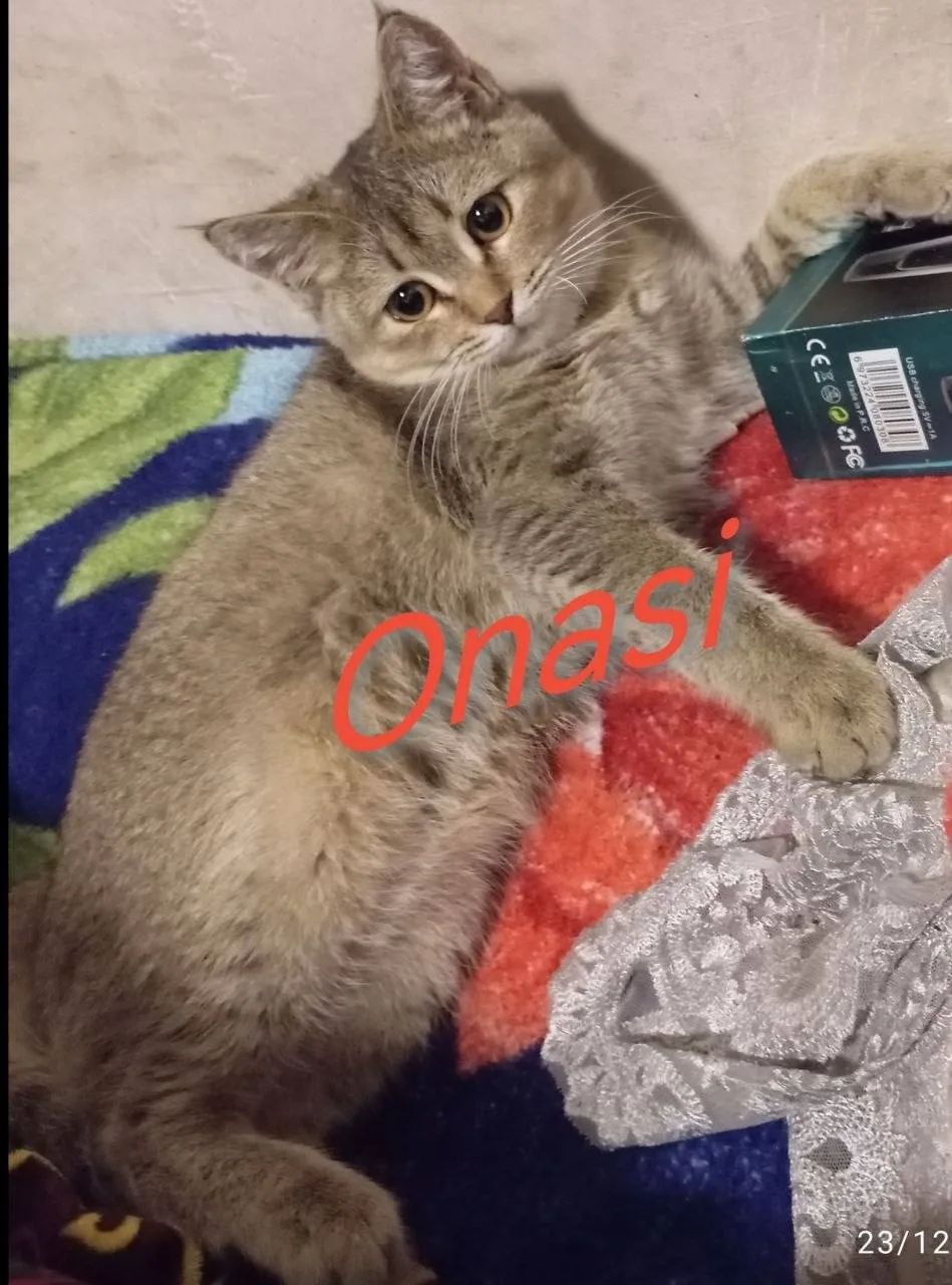Boshqa zot — rasm 4