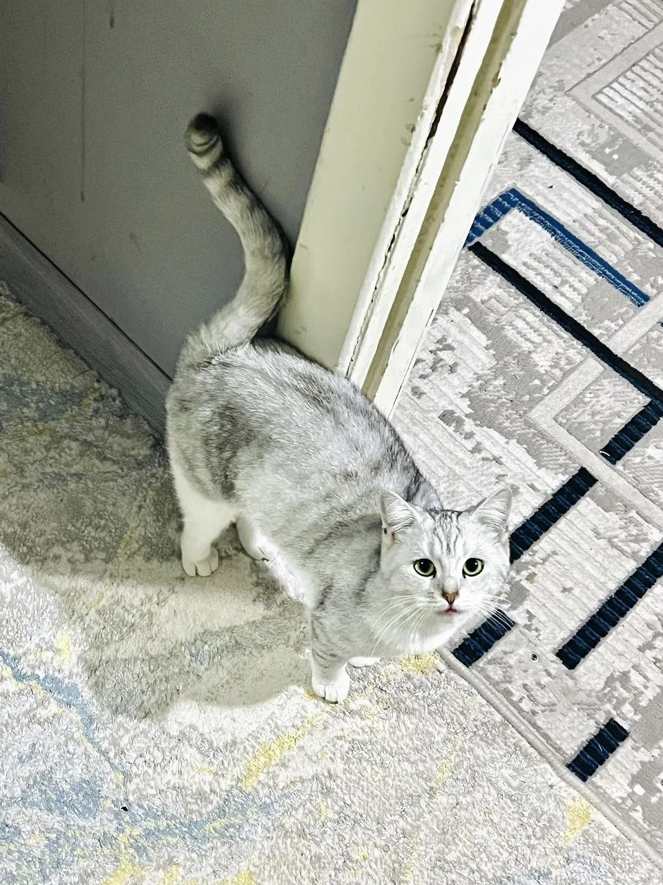 Boshqa zot — rasm 1