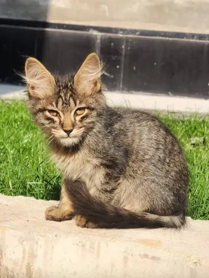 Meyn-kun, 3 oylik