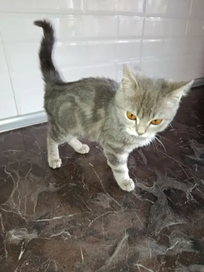 Shotland tik quloq, 2 yoshdan katta