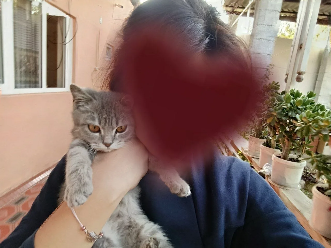 Shotland tik quloq — rasm 2