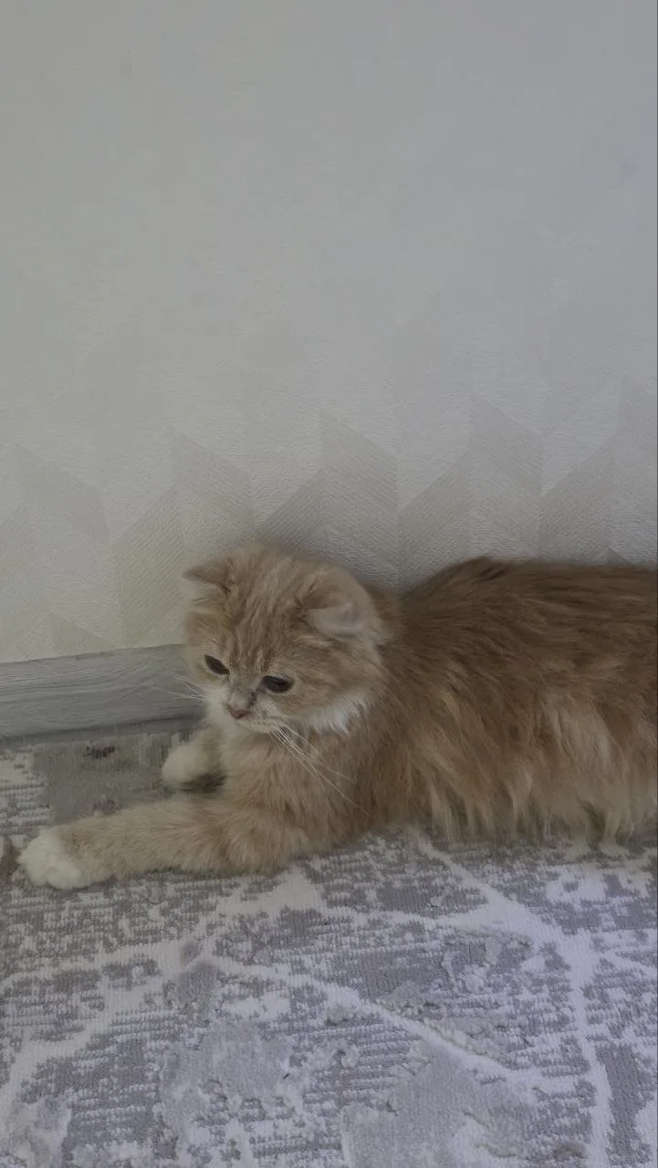 Shotland tik quloq — rasm 2