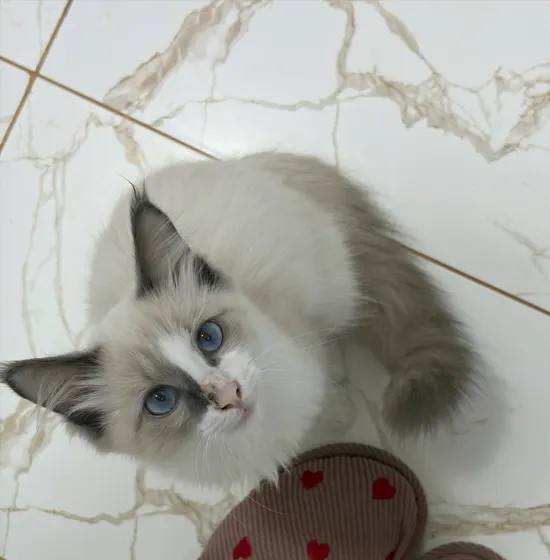 Ragdoll, 4–6 oylik