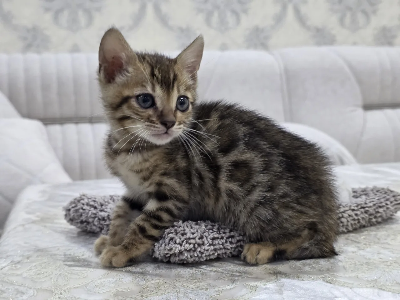 Bengal — rasm 1