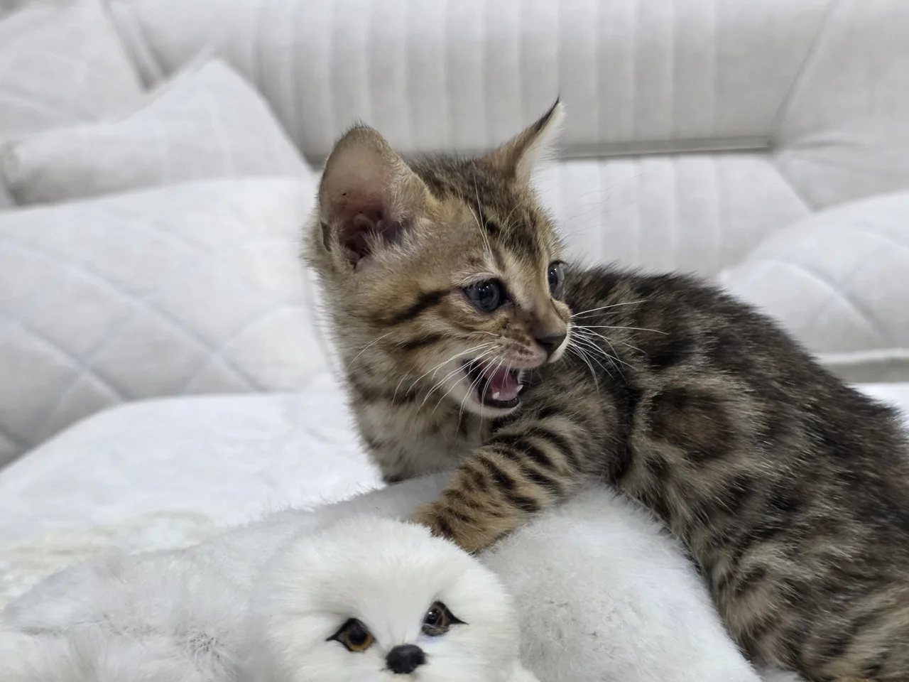 Bengal — rasm 2