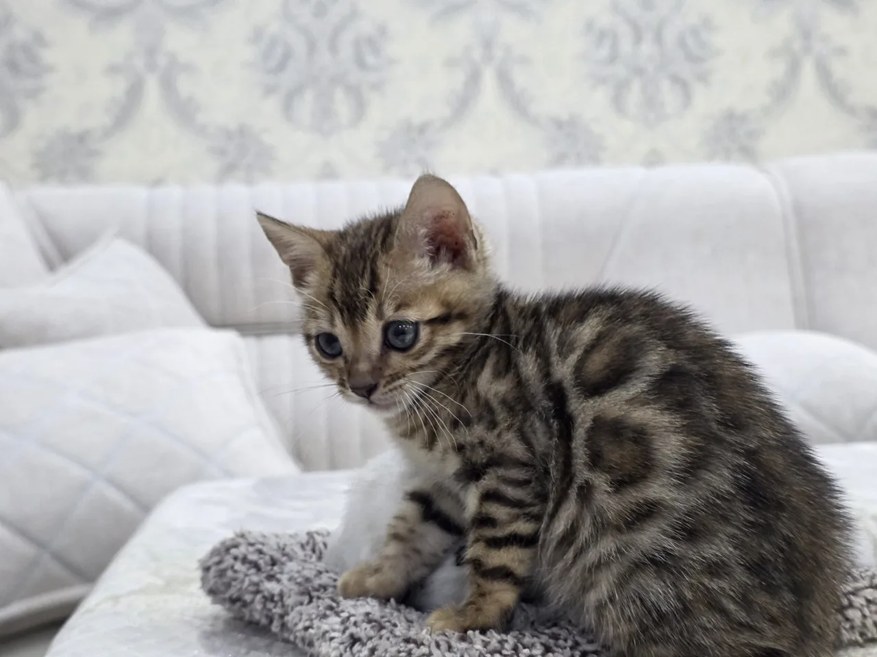 Bengal — rasm 3