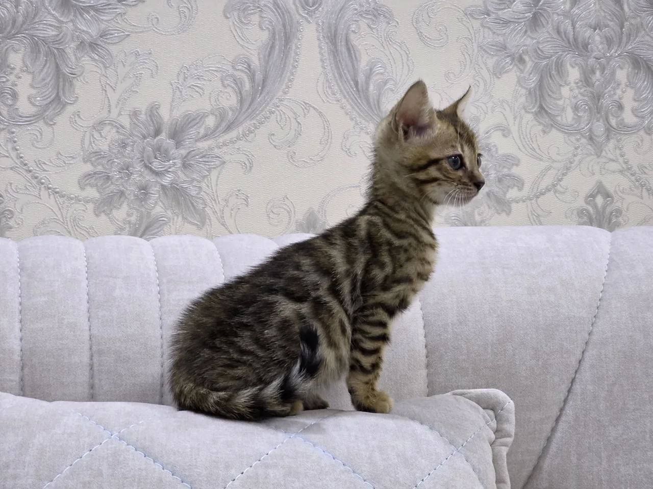 Bengal — rasm 4