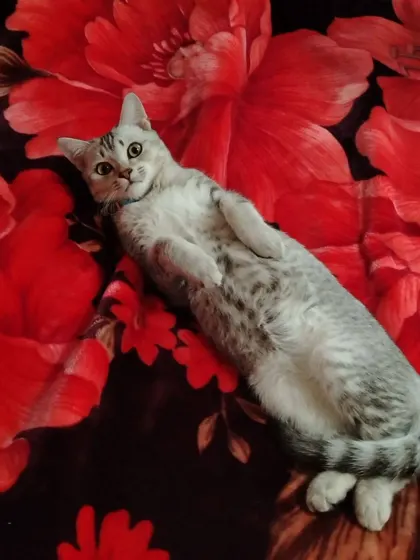 Шотландская вислоухая