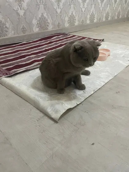 Шотландская вислоухая, мальчик