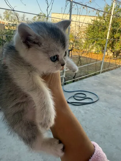 Boshqa zot, 2 oylik