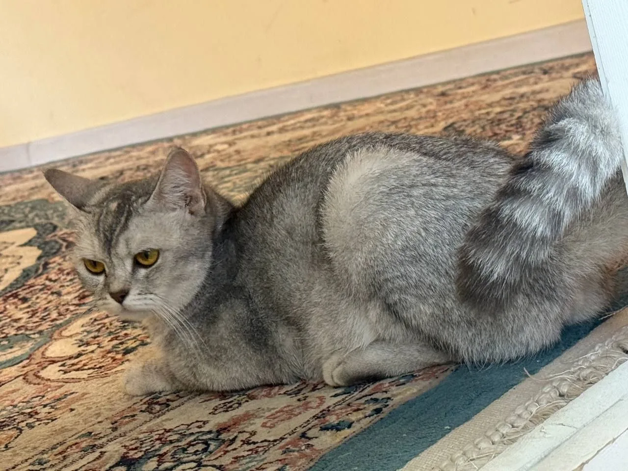 Boshqa zot — rasm 3