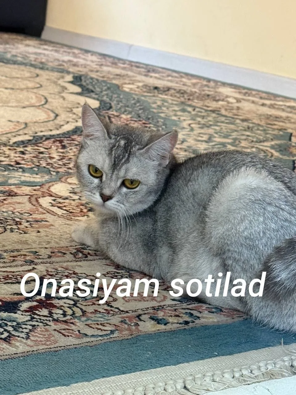 Boshqa zot — rasm 4