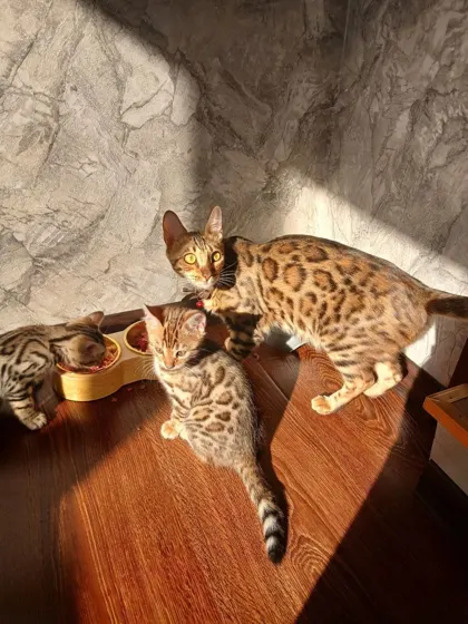 Bengal, 2 oylik