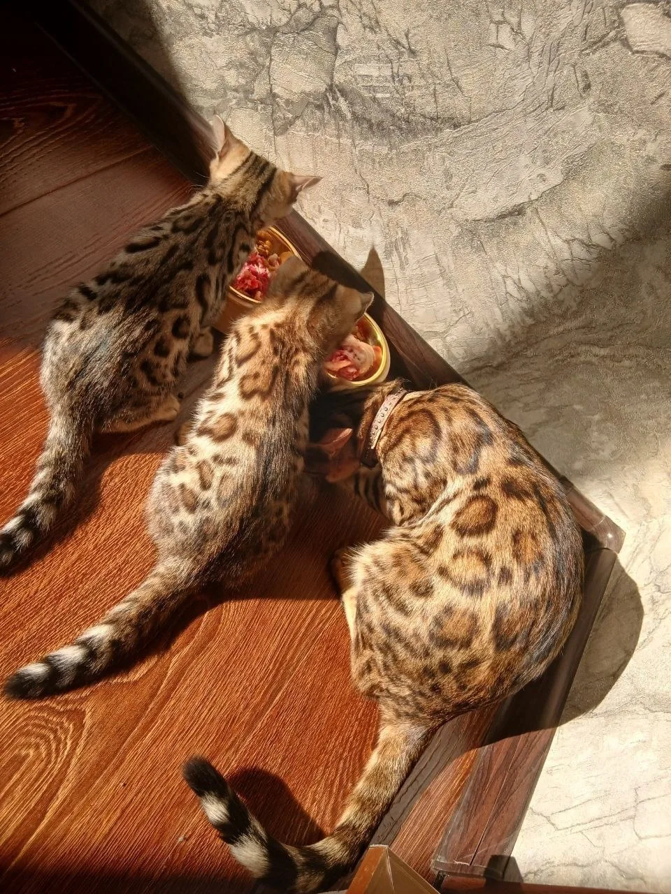 Bengal — rasm 2