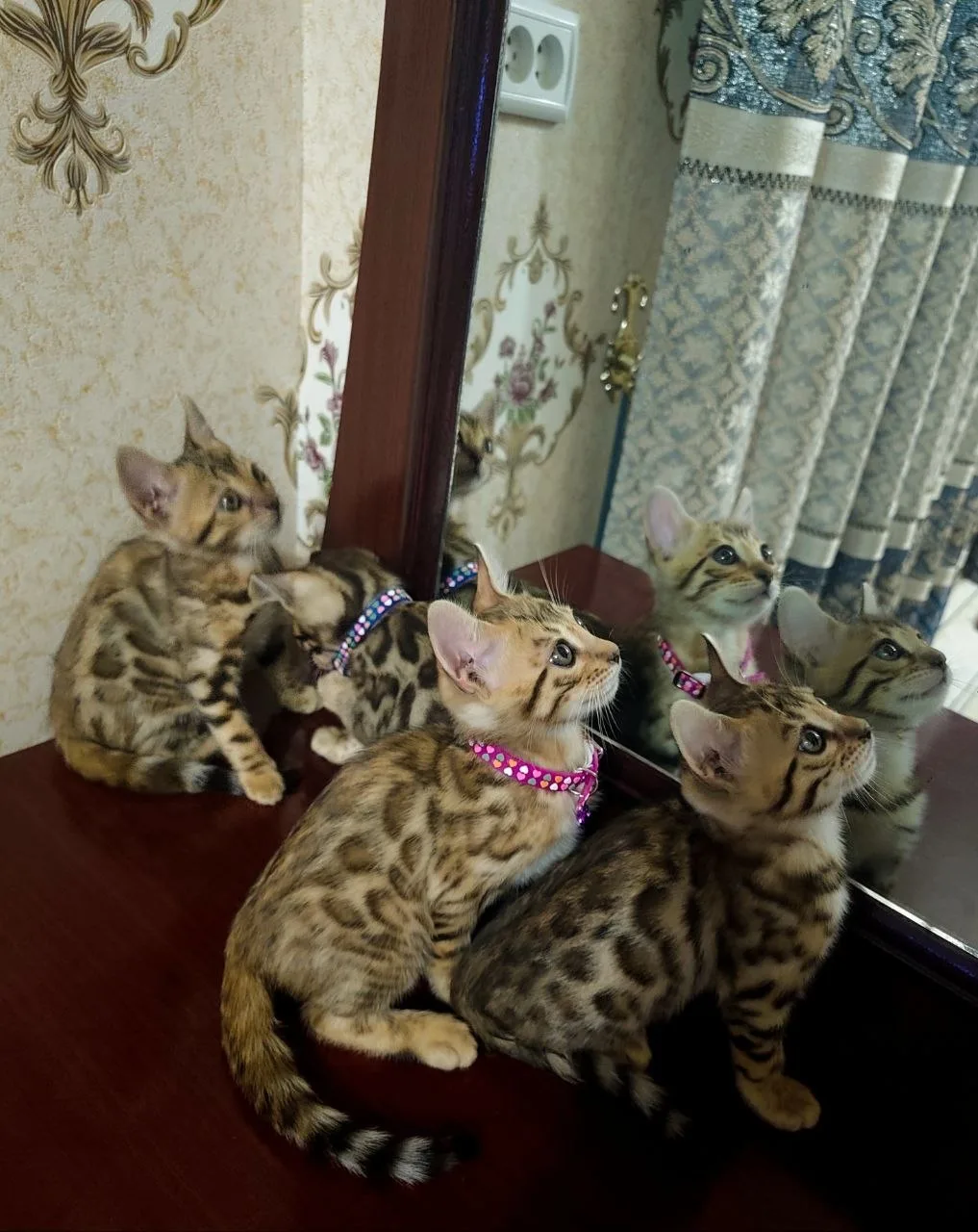 Bengal — rasm 3