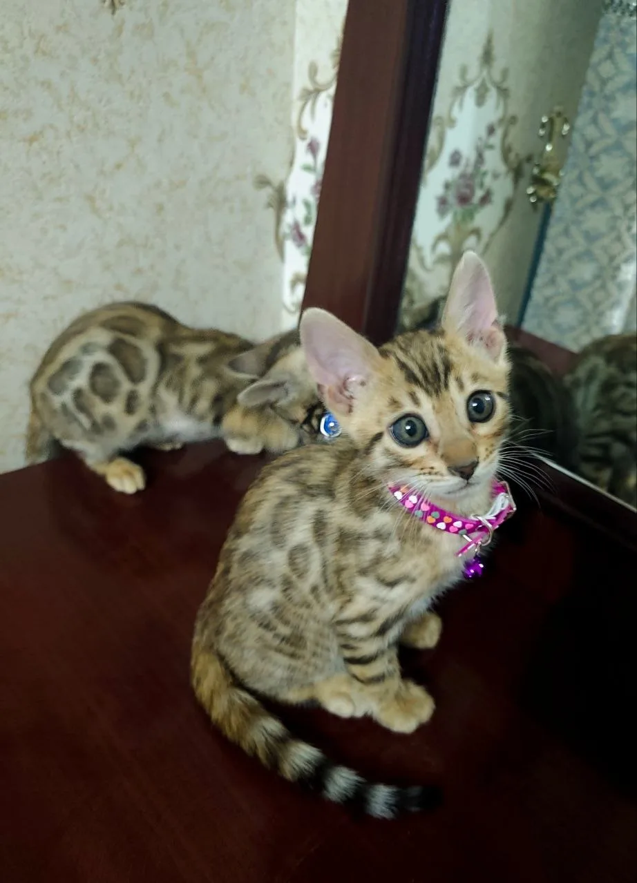 Bengal — rasm 4