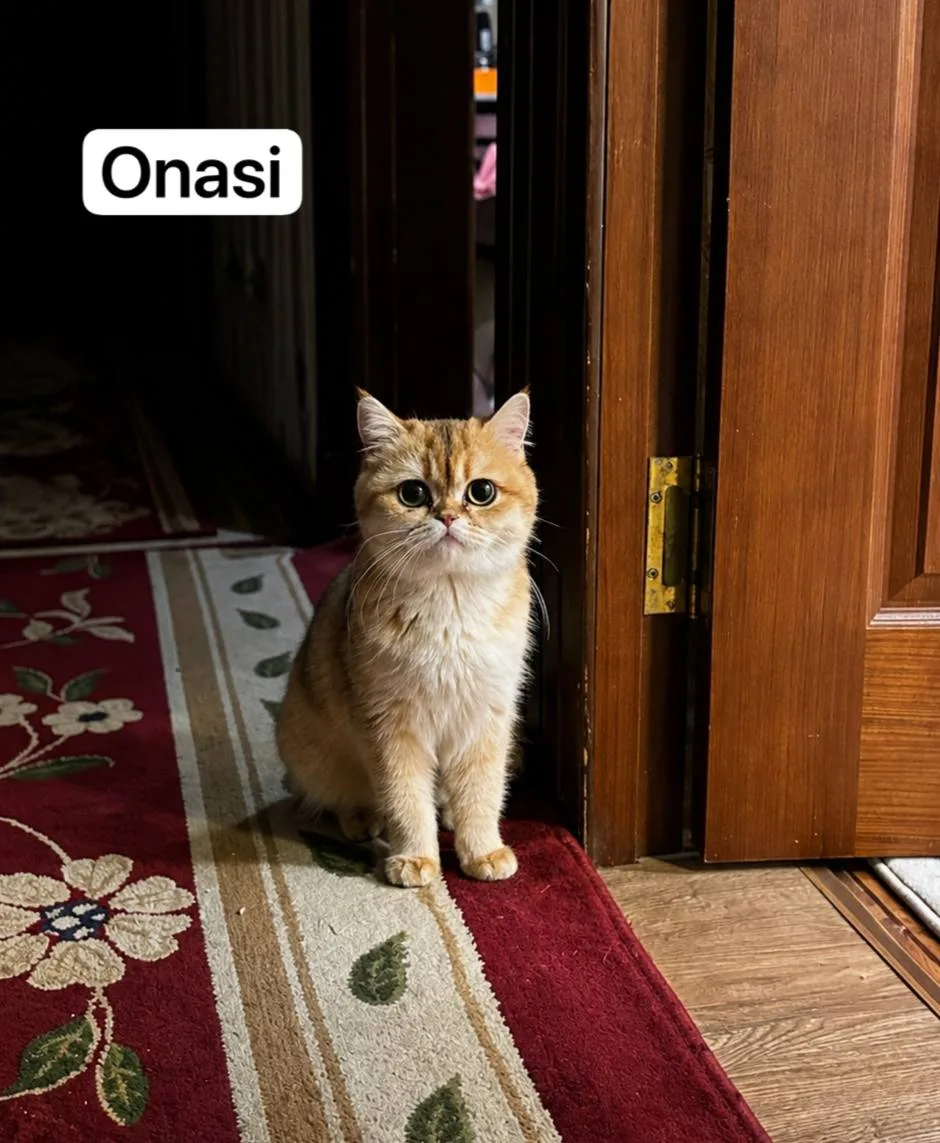 Britan — rasm 2