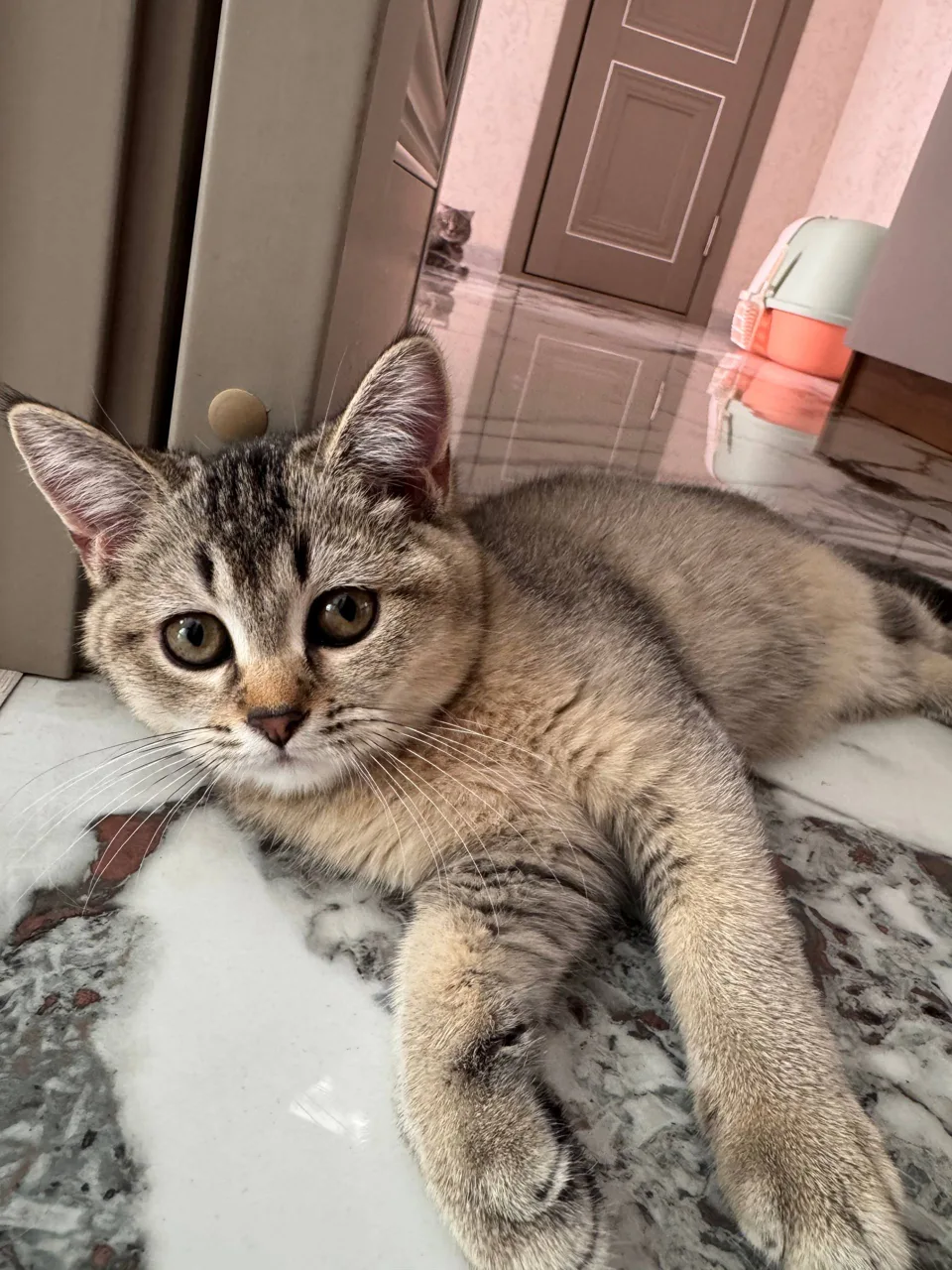Shotland tik quloq — rasm 1