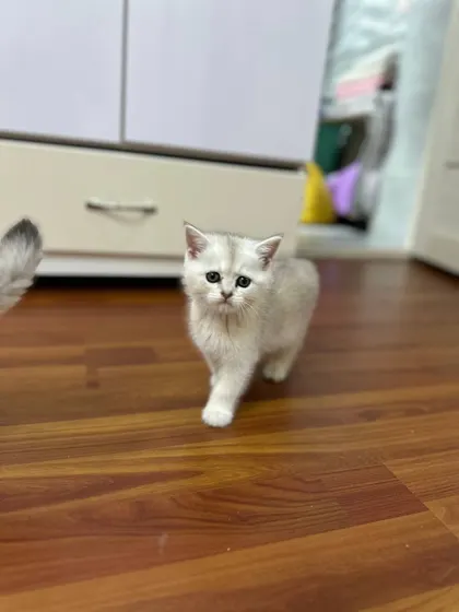 Shotland tik quloq, 2 oylik
