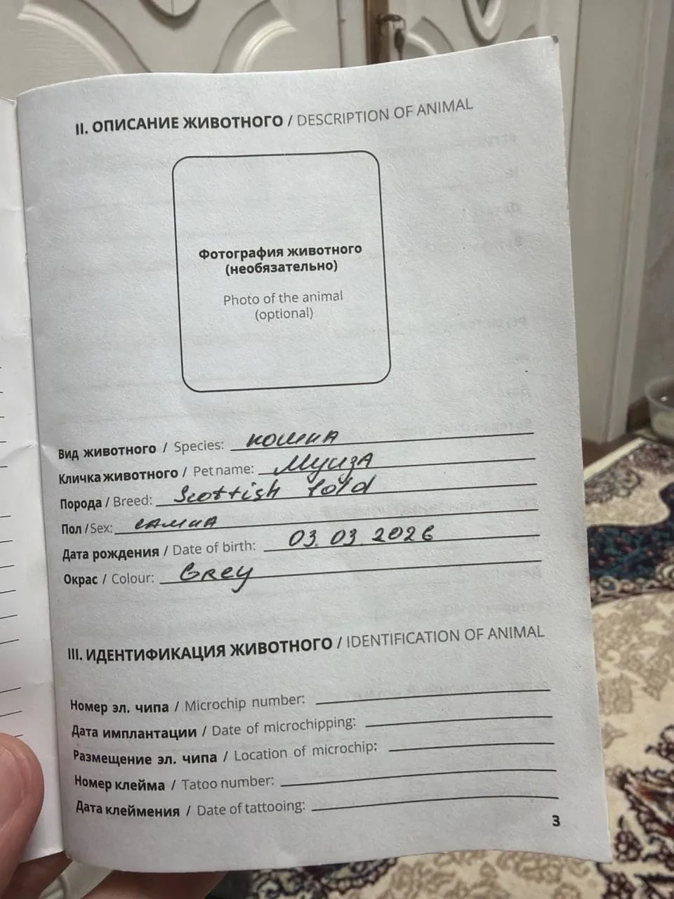 Shotland vislouxiy — rasm 4