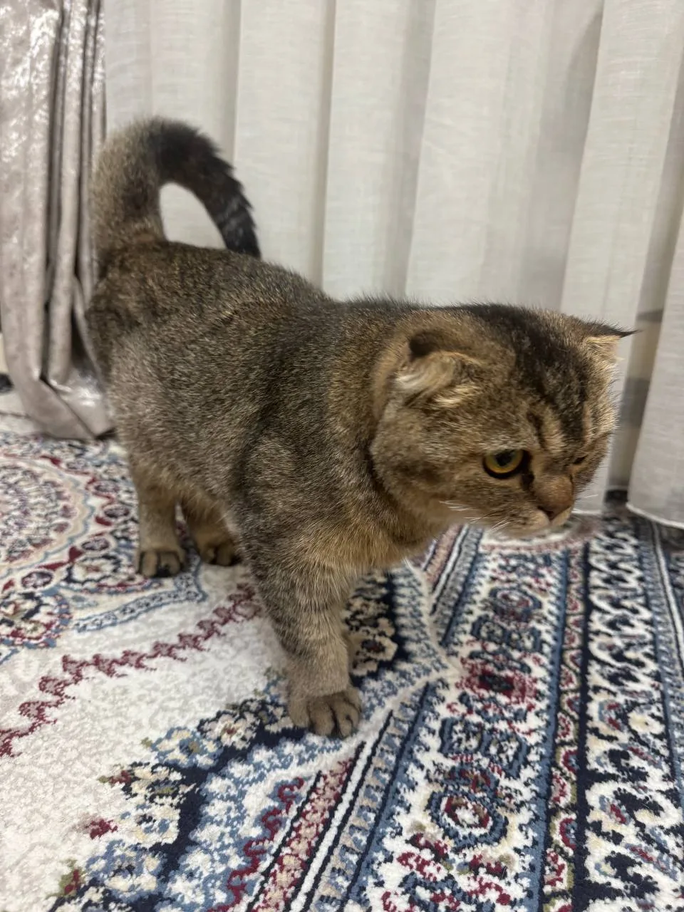 Shotland vislouxiy — rasm 3