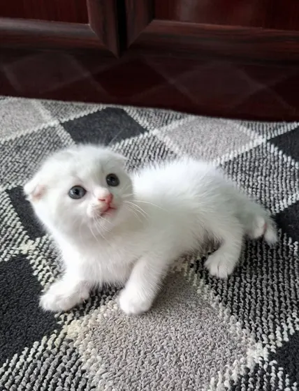 Shotland vislouxiy, 2 oylik