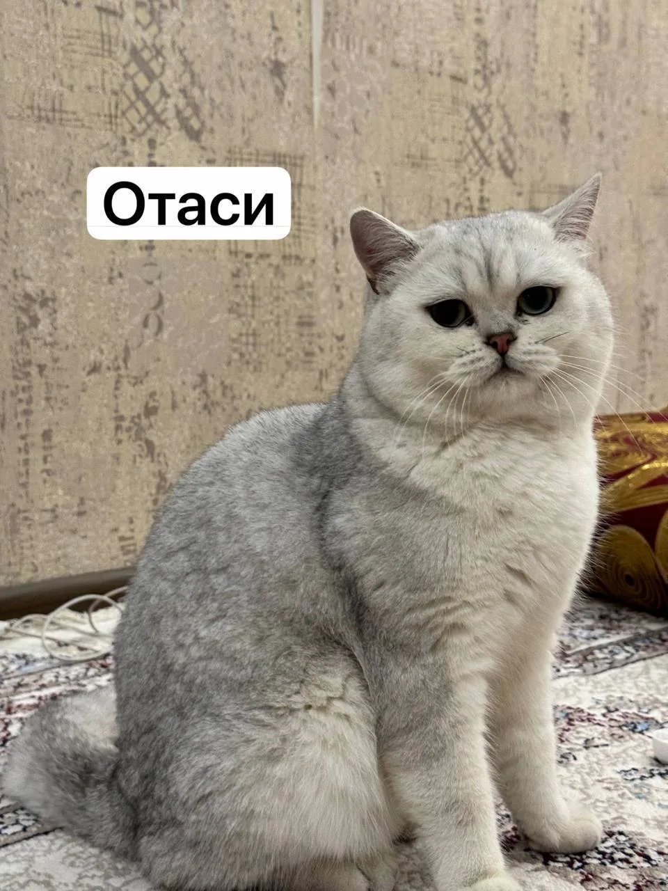 Shotland tik quloq — rasm 3
