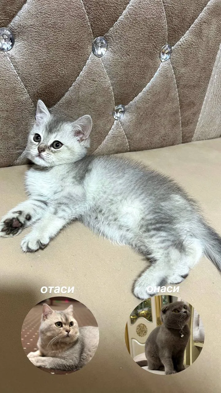 Shotland tik quloq — rasm 1