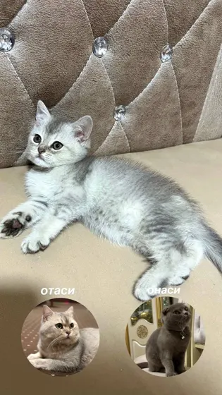 Shotland tik quloq, 2 oylik