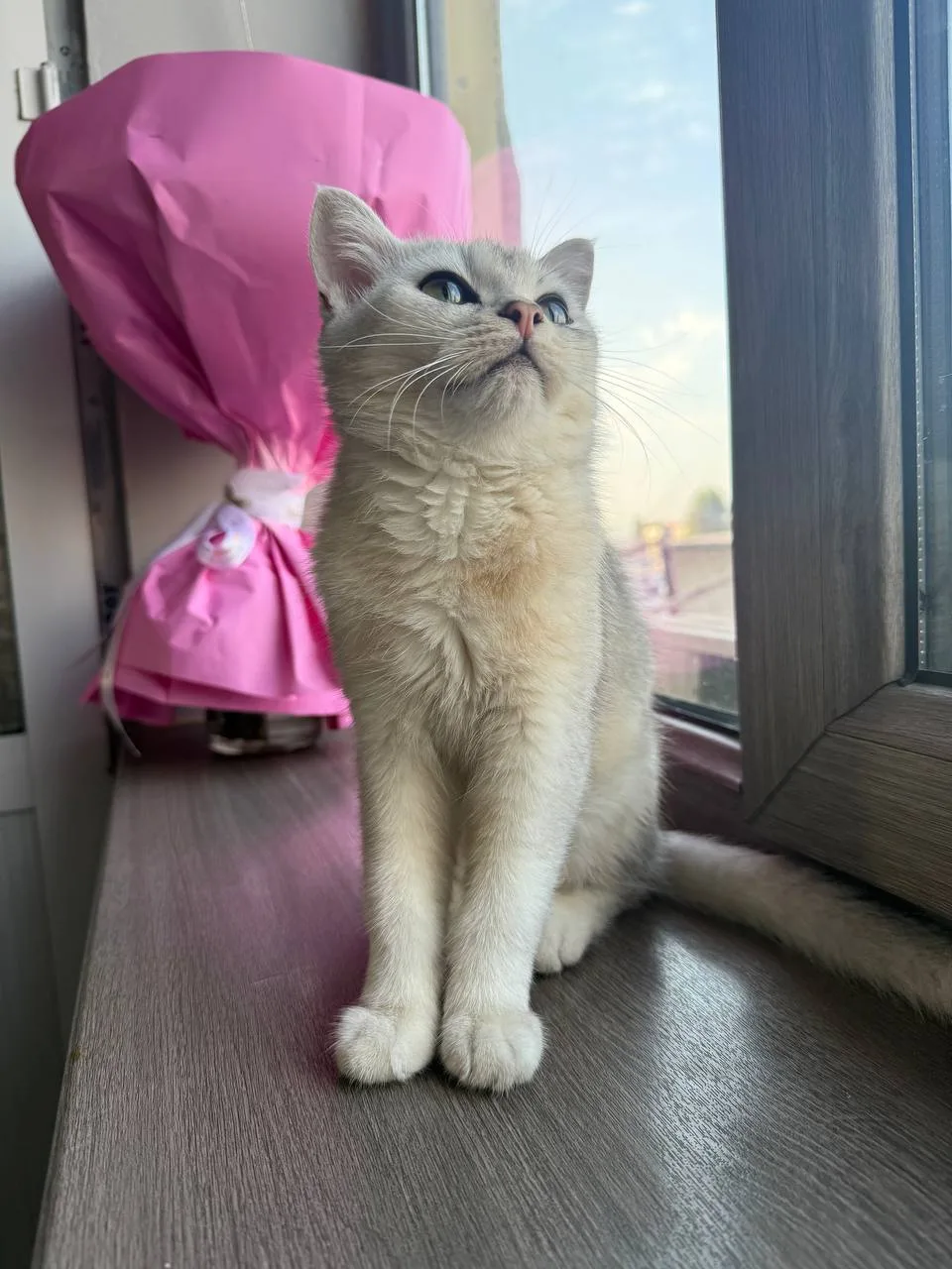 Siam — rasm 1
