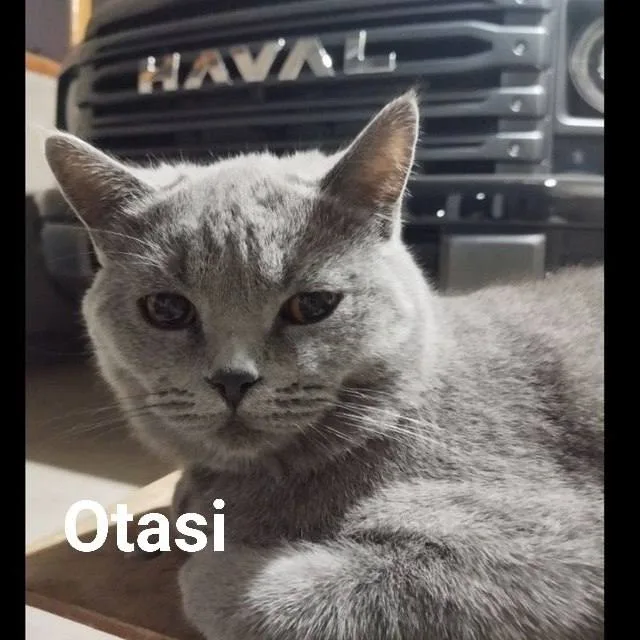 Shotland tik quloq — rasm 3
