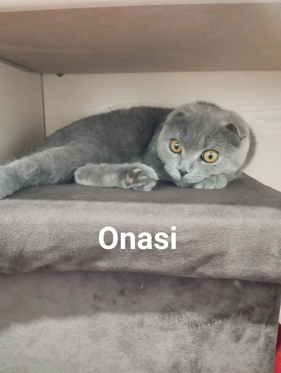 Shotland tik quloq — rasm 4