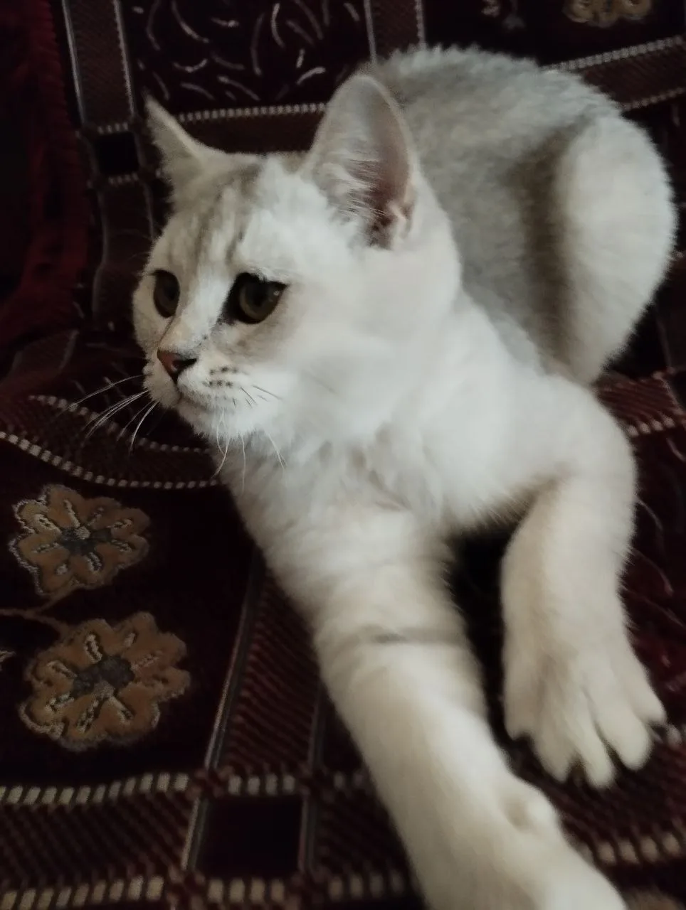 Boshqa zot — rasm 2