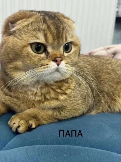 Sotildi: xaridor bilan yozishma